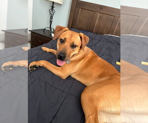 Peach - Female Labrador Retriever-Rhodesian Ridgeback Mix Dog for Adoption - Photo #4