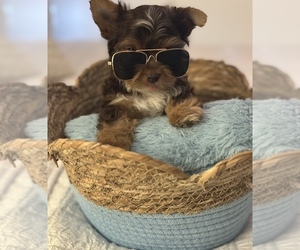 Yorkshire Terrier Puppy for sale in TAMPA, FL, USA