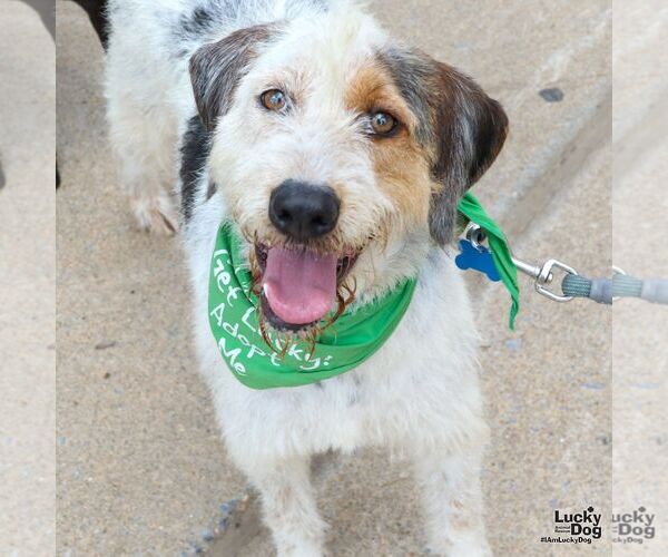 Medium Photo #3 Pointer Puppy For Sale in Washington, DC, USA