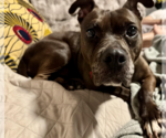 Small #2 Mutt