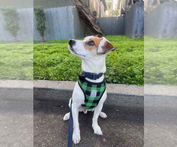 Medium Photo #2 Jack Russell Terrier-Unknown Mix Puppy For Sale in Davis, CA, USA