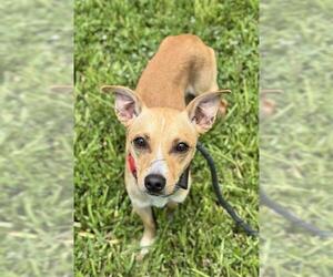 Chihuahua-Unknown Mix Dogs for adoption in Fort Lauderdale, FL, USA
