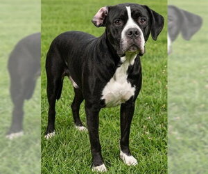 Mastiff-Unknown Mix Dogs for adoption in Akron, OH, USA