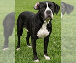 JACQUELINE - Female Mastiff-Unknown Mix Dog for Adoption - Small photo