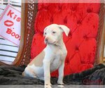 Small Photo #17 Mutt Puppy For Sale in Wakefield, RI, USA