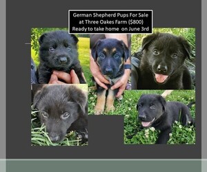 German Shepherd Dog Puppy for sale in MC LEANSVILLE, NC, USA