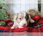 Small Photo #8 Aussiedoodle Miniature  Puppy For Sale in STAFFORD, VA, USA