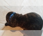 Small Photo #5 Mastiff Puppy For Sale in FULTON, NY, USA