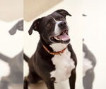 Small #8 Bulldog Mix