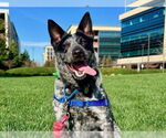 Small #1 Australian Cattle Dog