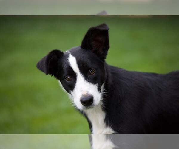 Medium Photo #4 Border Collie Puppy For Sale in Highland, IL, USA