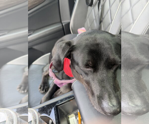 Medium Photo #12 Border Collie-Catahoula Leopard Dog Mix Puppy For Sale in Oakhurst, NJ, USA