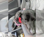 Small Photo #12 Border Collie-Catahoula Leopard Dog Mix Puppy For Sale in Oakhurst, NJ, USA