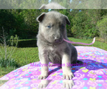 Small #3 German Shepherd Dog