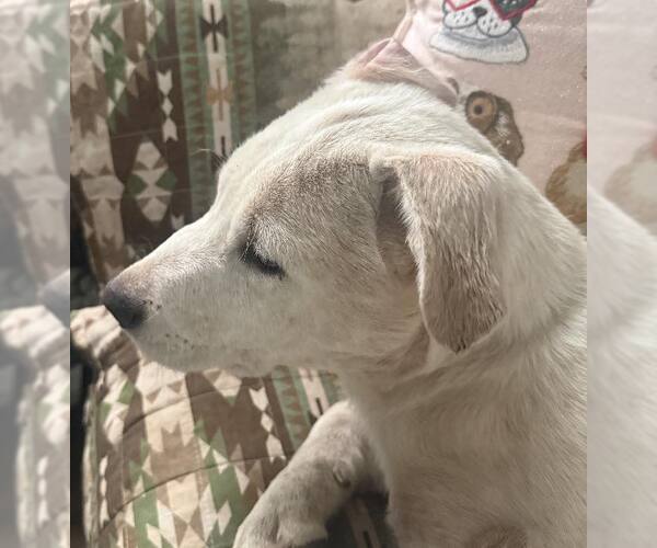 Medium Photo #1 Mutt Puppy For Sale in Hoffman Estates, IL, USA