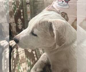 Mutt Dogs for adoption in Hoffman Estates, IL, USA