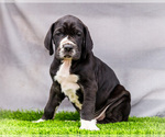 Small #4 Great Dane