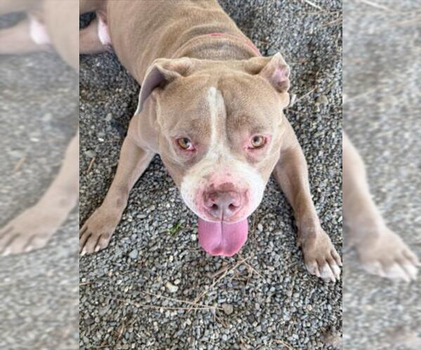 Medium Photo #2 American Pit Bull Terrier Puppy For Sale in Woodland, CA, USA