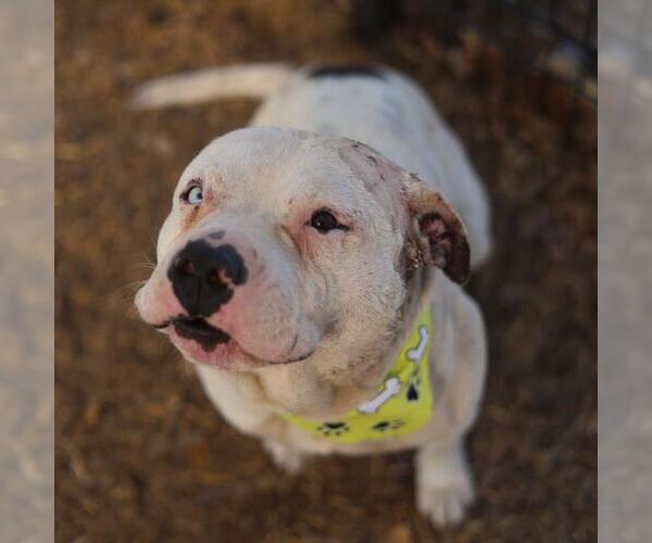 Medium Photo #1 American Staffordshire Terrier-Unknown Mix Puppy For Sale in San Antonio, TX, USA