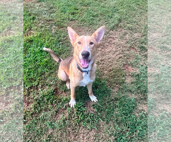 Medium Photo #6 Collie-Unknown Mix Puppy For Sale in Woodbury, NY, USA