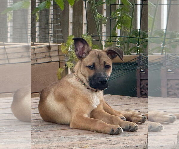 Medium Photo #10 Mutt Puppy For Sale in Sandy, UT, USA