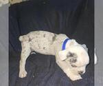 Small #1 Olde English Bulldogge