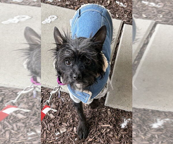 Medium Photo #13 Mutt Puppy For Sale in Oak Bluffs, MA, USA