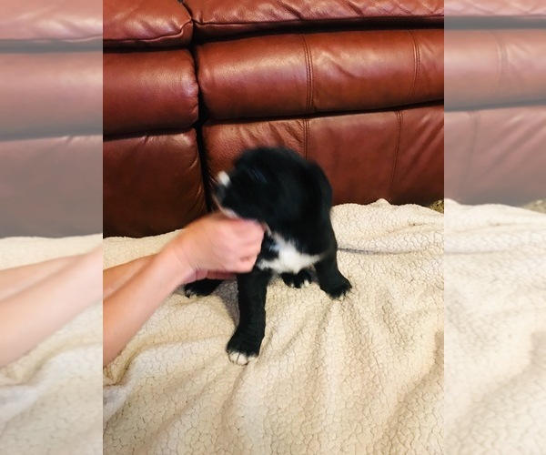Medium Photo #1 Labrador Retriever-Saint Bernard Mix Puppy For Sale in UVALDE, TX, USA