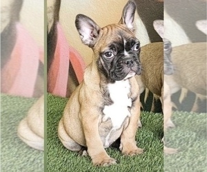 French Bulldog Puppy for sale in NORTH HAMPTON, NH, USA