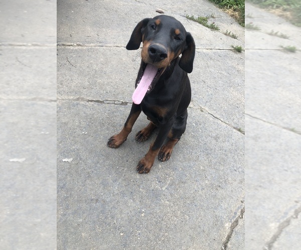 Medium Photo #13 Doberman Pinscher Puppy For Sale in AKRON, OH, USA