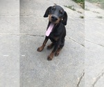 Small #12 Doberman Pinscher
