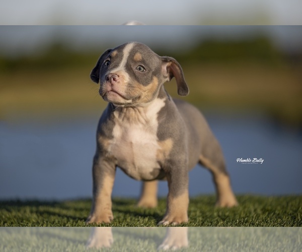 Medium Photo #1 American Bully Puppy For Sale in BURLESON, TX, USA
