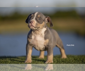 American Bully Puppy for sale in BURLESON, TX, USA