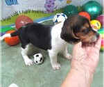 Small #4 Beagle