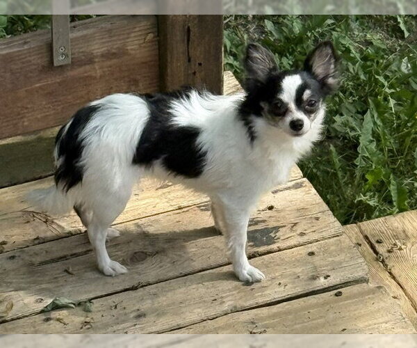 Medium Photo #8 Chiranian Puppy For Sale in Grafton, WI, USA