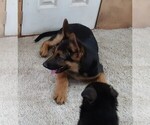 Small Photo #11 German Shepherd Dog Puppy For Sale in MORRISVILLE, MO, USA