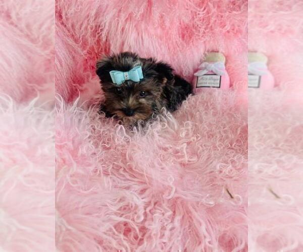 Medium Photo #18 Yorkshire Terrier Puppy For Sale in BOCA RATON, FL, USA