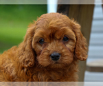 Image preview for Ad Listing. Nickname: Tonya