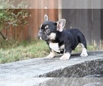 Small #2 French Bulldog