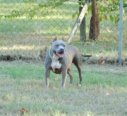 Mother of the American Bully puppies born on 02/28/2017
