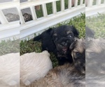 Small Photo #2 Maltipom Puppy For Sale in MIRA LOMA, CA, USA