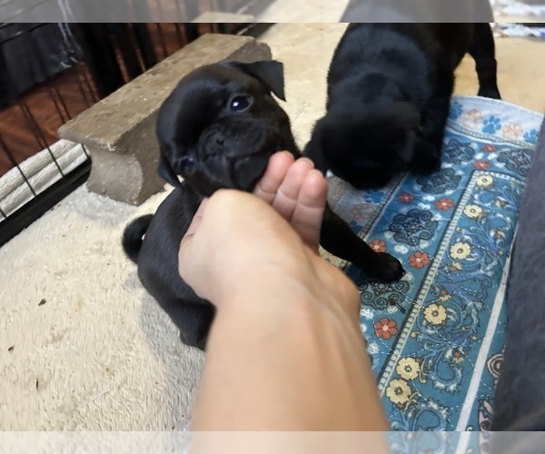 Medium Photo #2 Pug Puppy For Sale in BLOOMINGTON, IL, USA