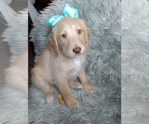 Labradoodle-Unknown Mix Puppy for sale in INDIANAPOLIS, IN, USA