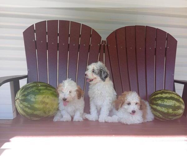 Medium Photo #1 Aussie-Poo Puppy For Sale in HOLMESVILLE, OH, USA