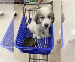 Great Pyrenees Puppy for sale in ENDICOTT, NY, USA