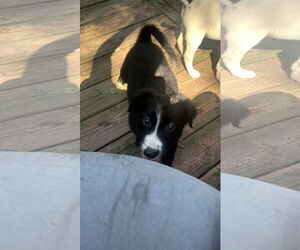 Australian Shepherd-Unknown Mix Dogs for adoption in Ball Ground, GA, USA