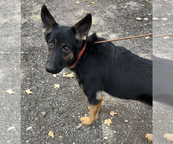 Medium Photo #3 German Shepherd Dog Puppy For Sale in Rootstown, OH, USA