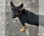 Small #2 German Shepherd Dog