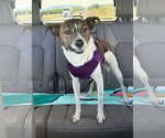 Small Photo #6 Jack Russell Terrier-Unknown Mix Puppy For Sale in Mount Laurel, NJ, USA