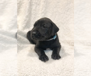 Great Dane Puppy for sale in BLUFFTON, IN, USA